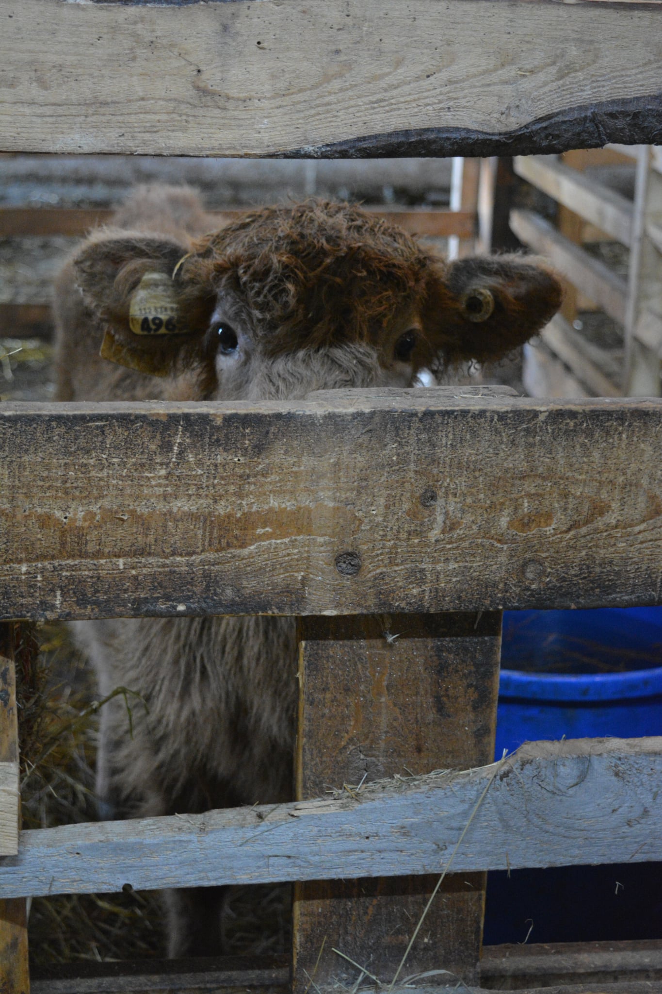 Notre vache Minnie attendant des caresses et de l'amour
