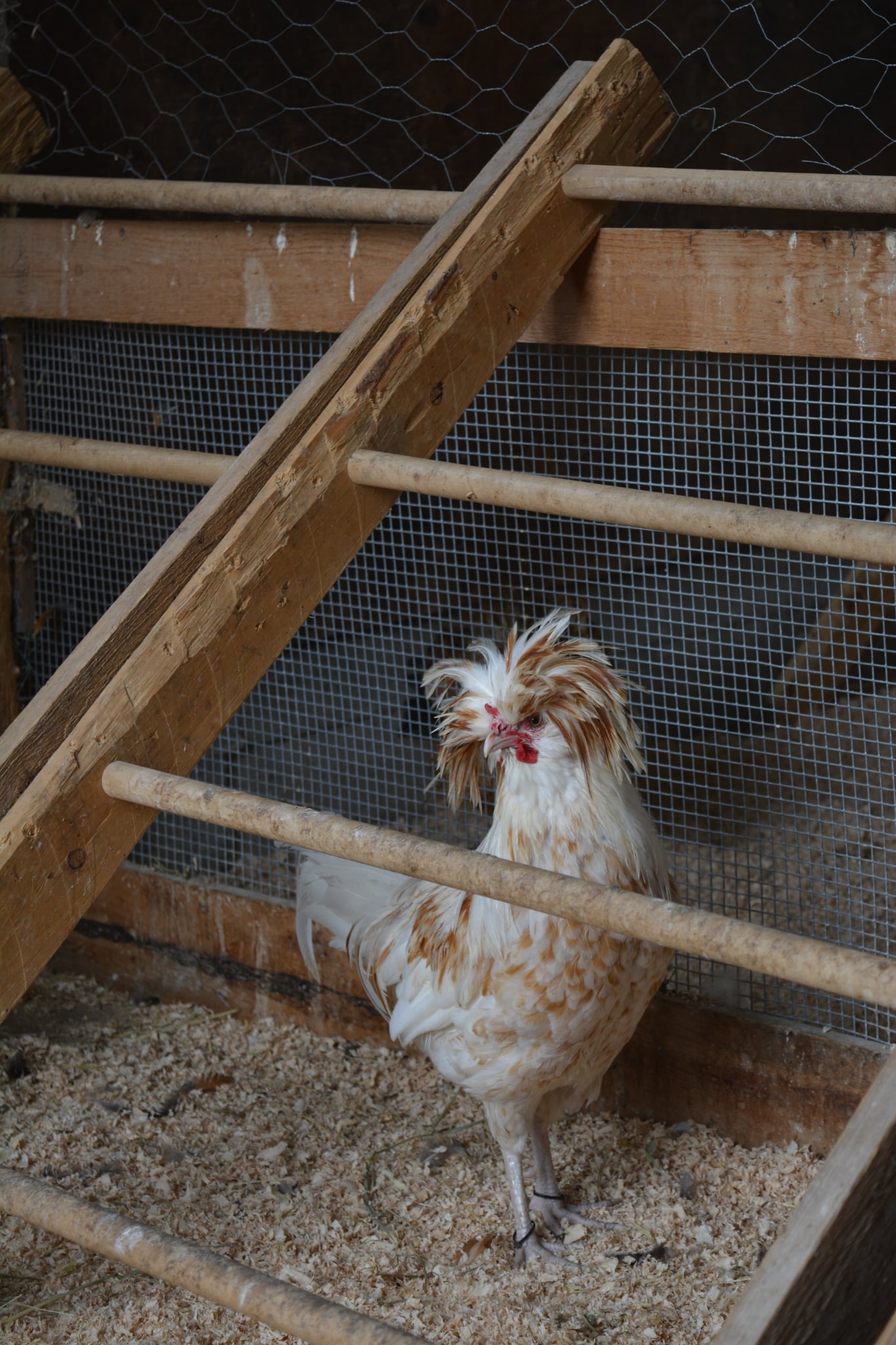 Jakob le coq polonais protégeant ses poules