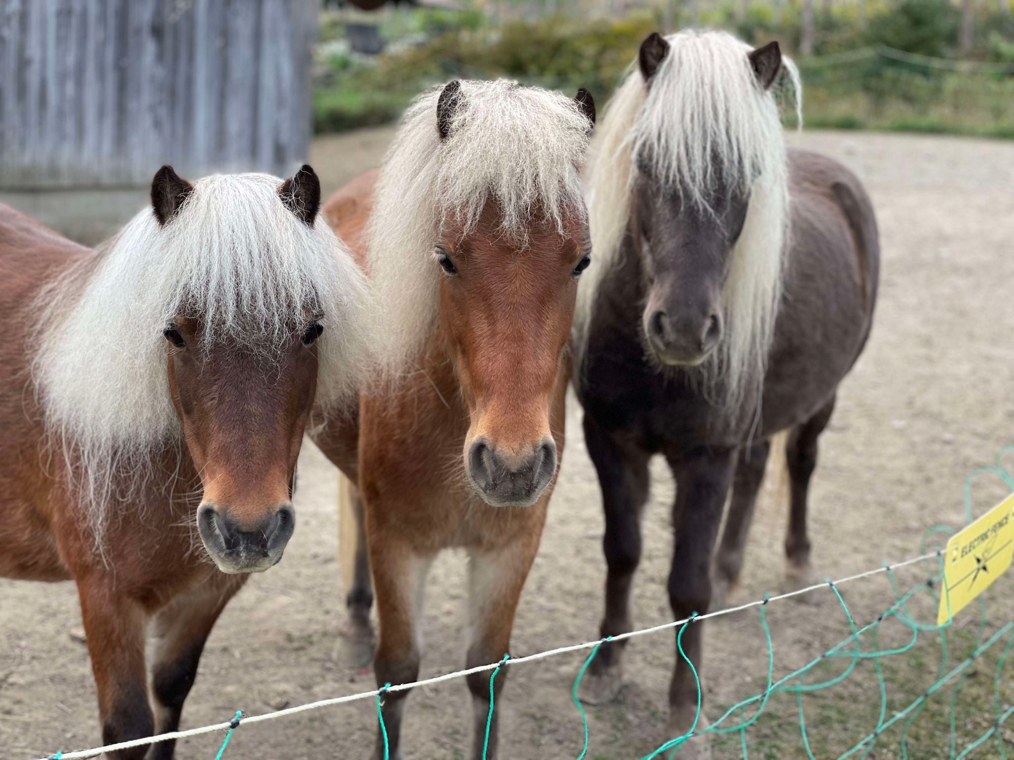 Nos 3 poneys Bonnie, Charli et Hercules attendant des caresses et des carottes