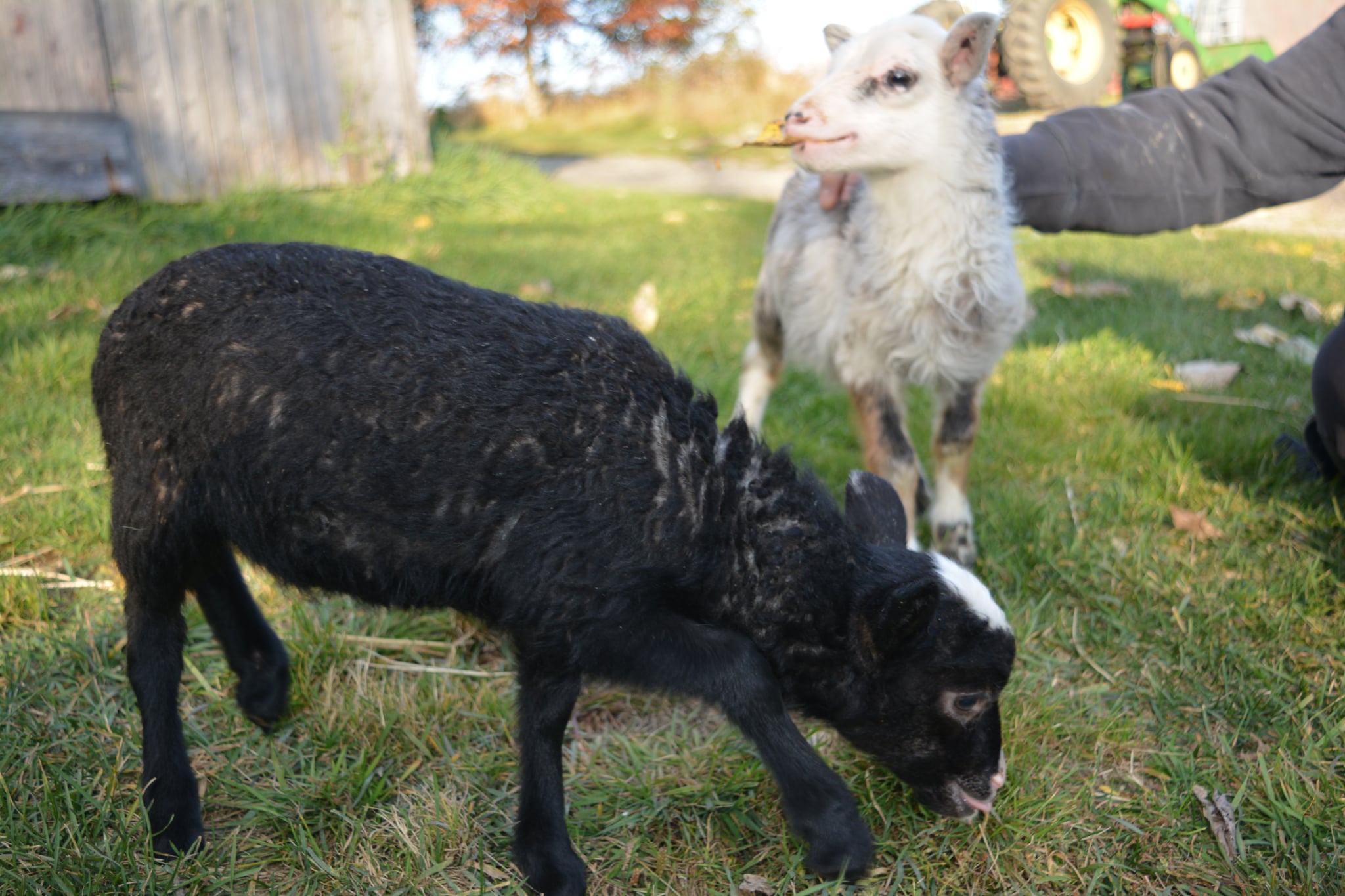 Nos 2 moutons Katara et Suki broutant joyeusement et recevant des caresses