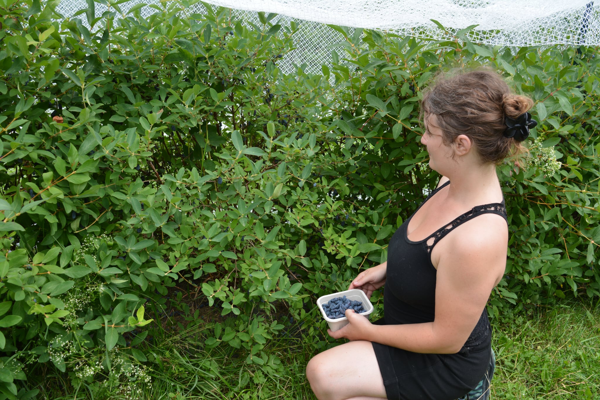 Visiteur cueillant des camerises pendant une activité d'autocueillette